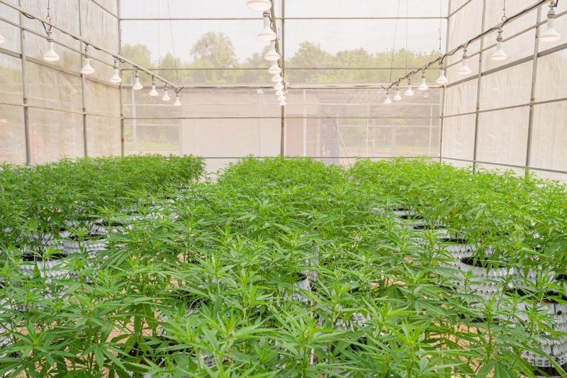 Cannabis Innovations To Try This Fall Cannabis Innovations To Try This Fall